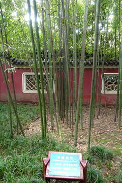 Image of running giant bamboo