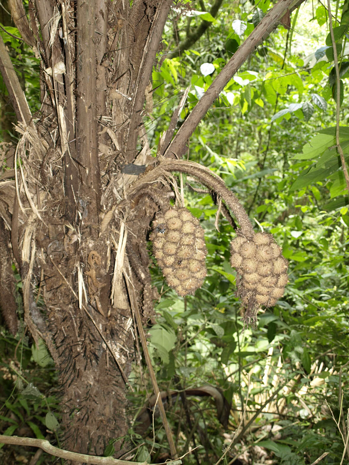 Image of Astrocaryum alatum Loomis