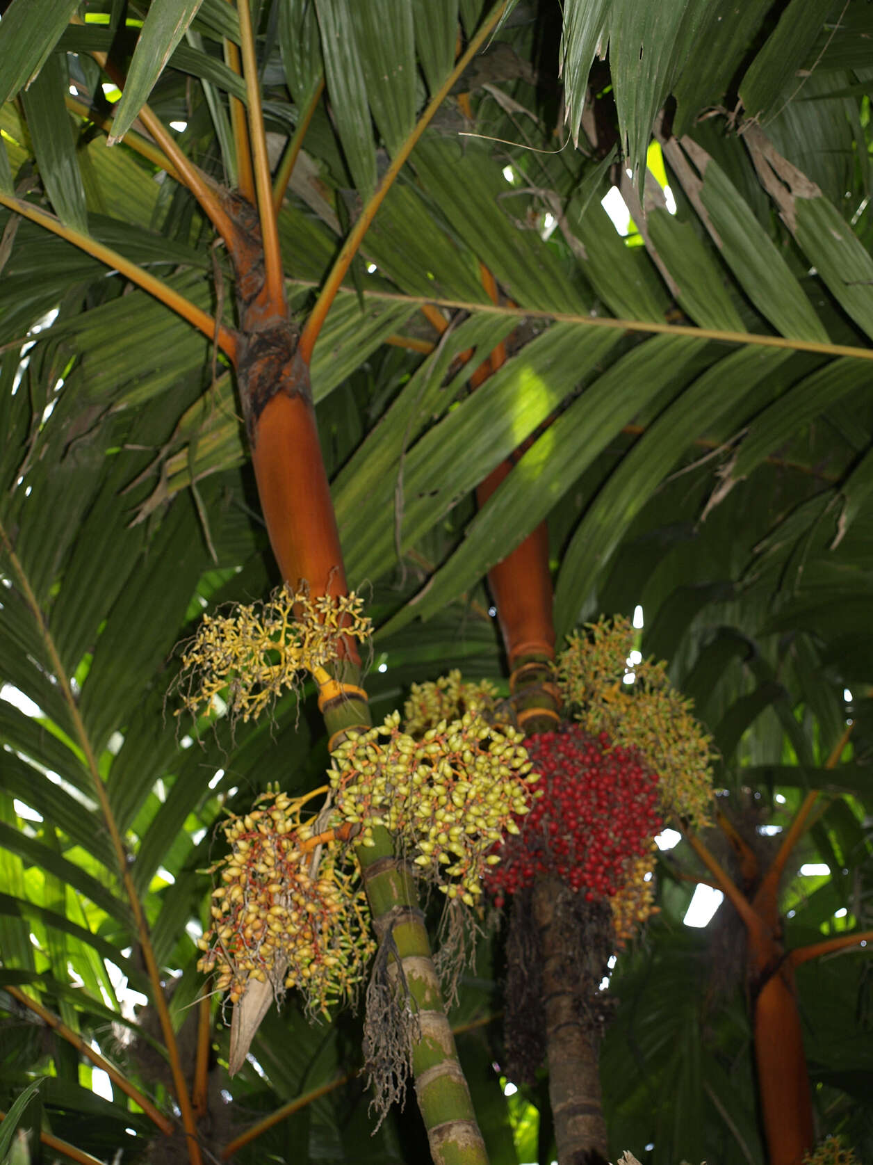 Image of Areca vestiaria Giseke