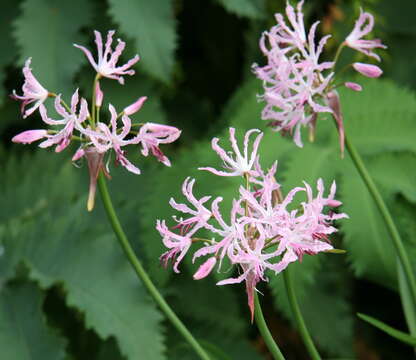 Image of Nerine undulata (L.) Herb.