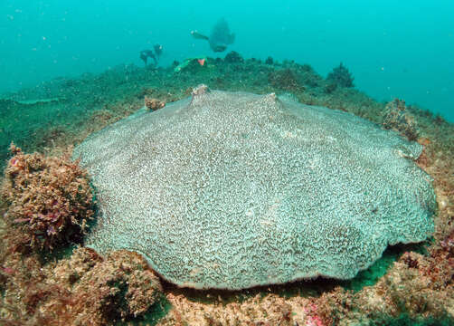 Image of Small knob coral