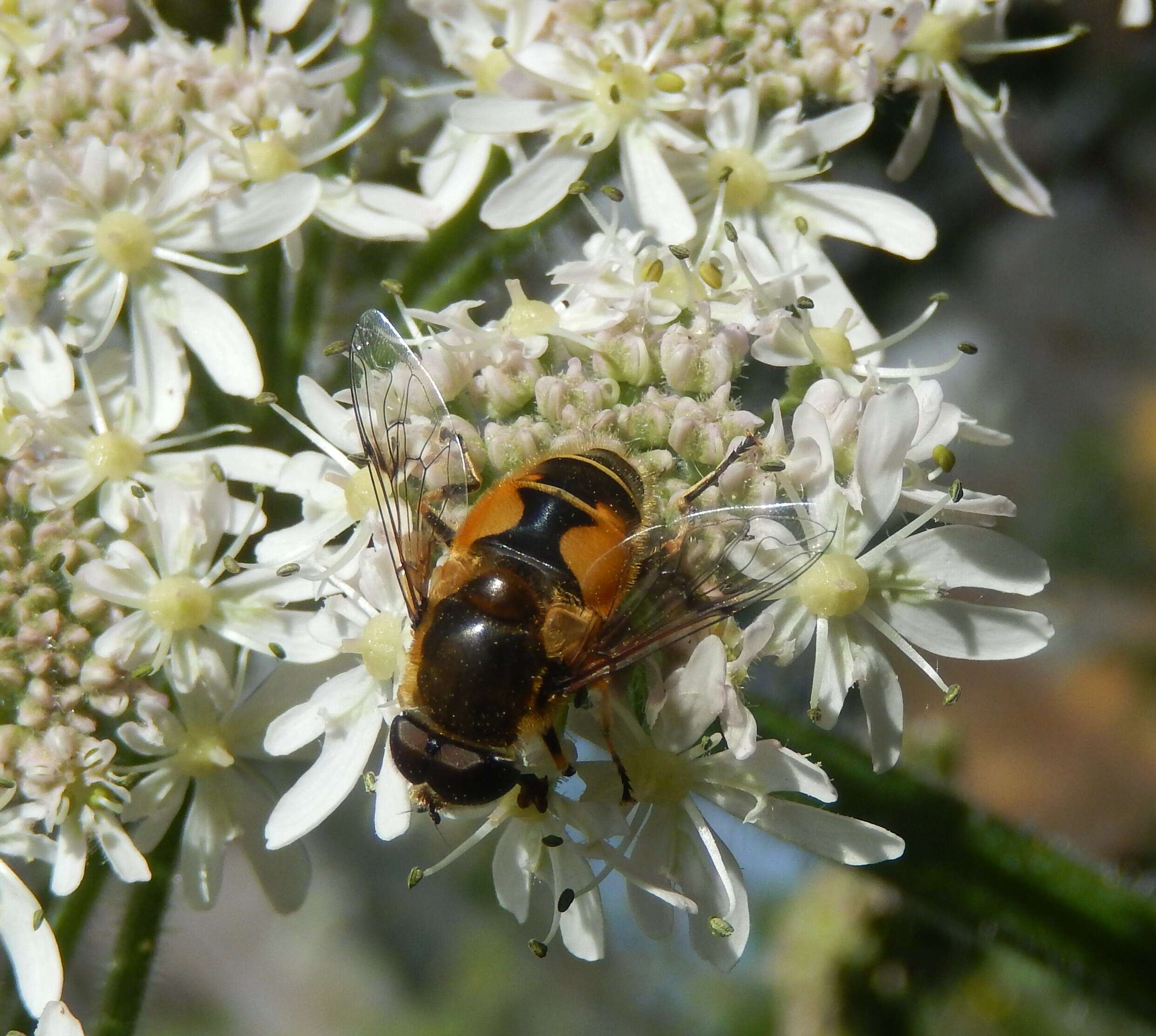 Image of <i>Eristalis horticola</i>