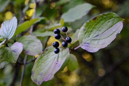 Imagem de Cornus sanguinea L.