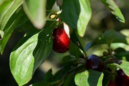 Image of Cornelian cherry dogwood