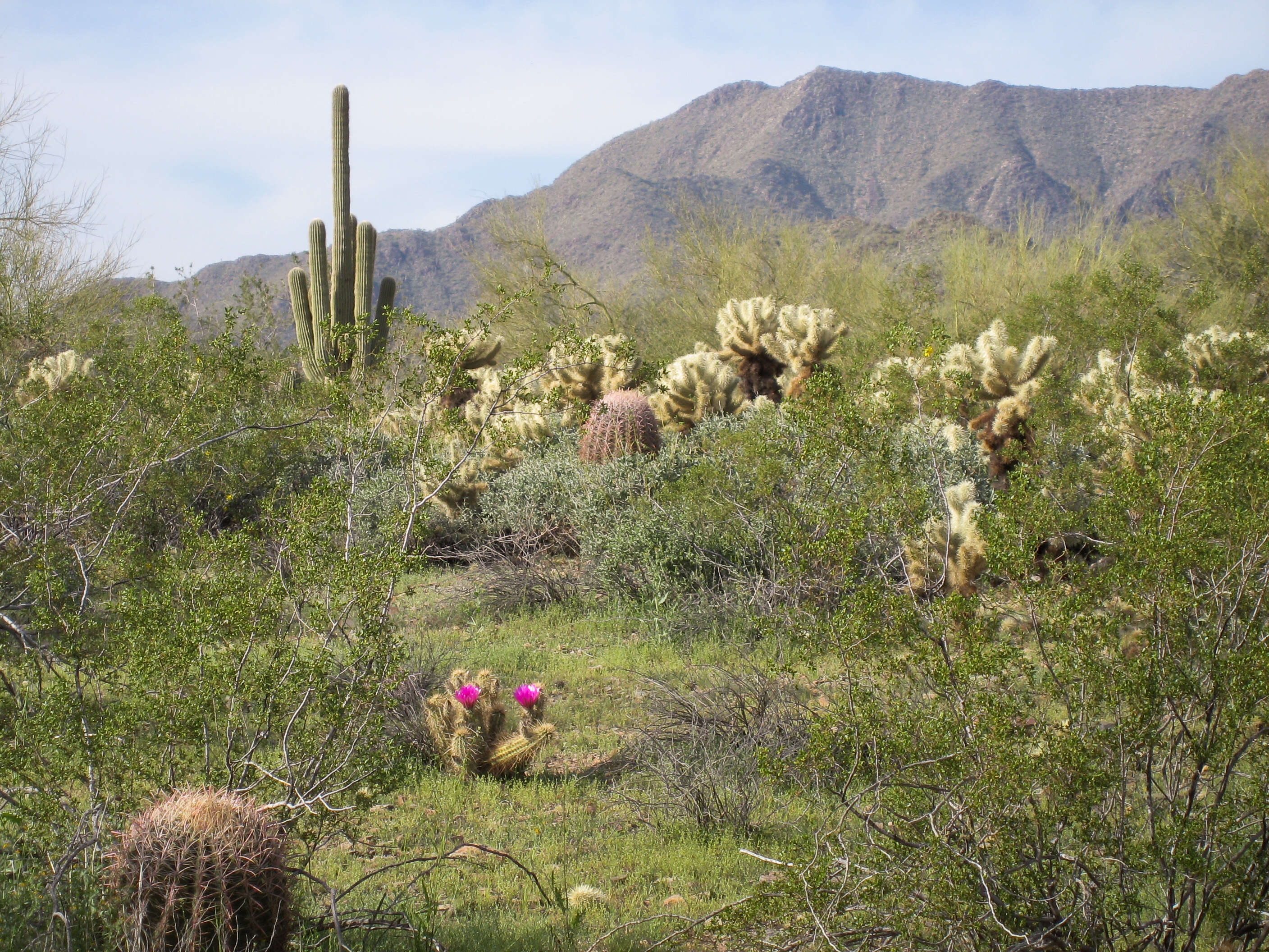 Image de Cylindropuntia bigelovii (Engelm.) F. M. Knuth