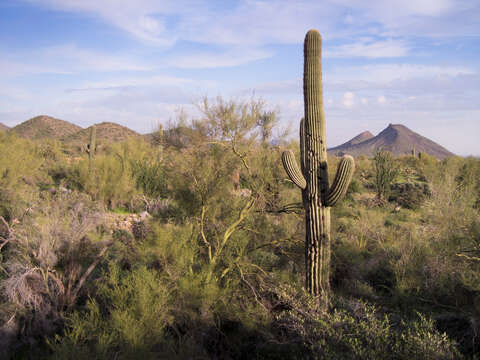 Image of saguaro