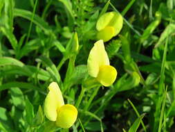 Image of dragon's teeth