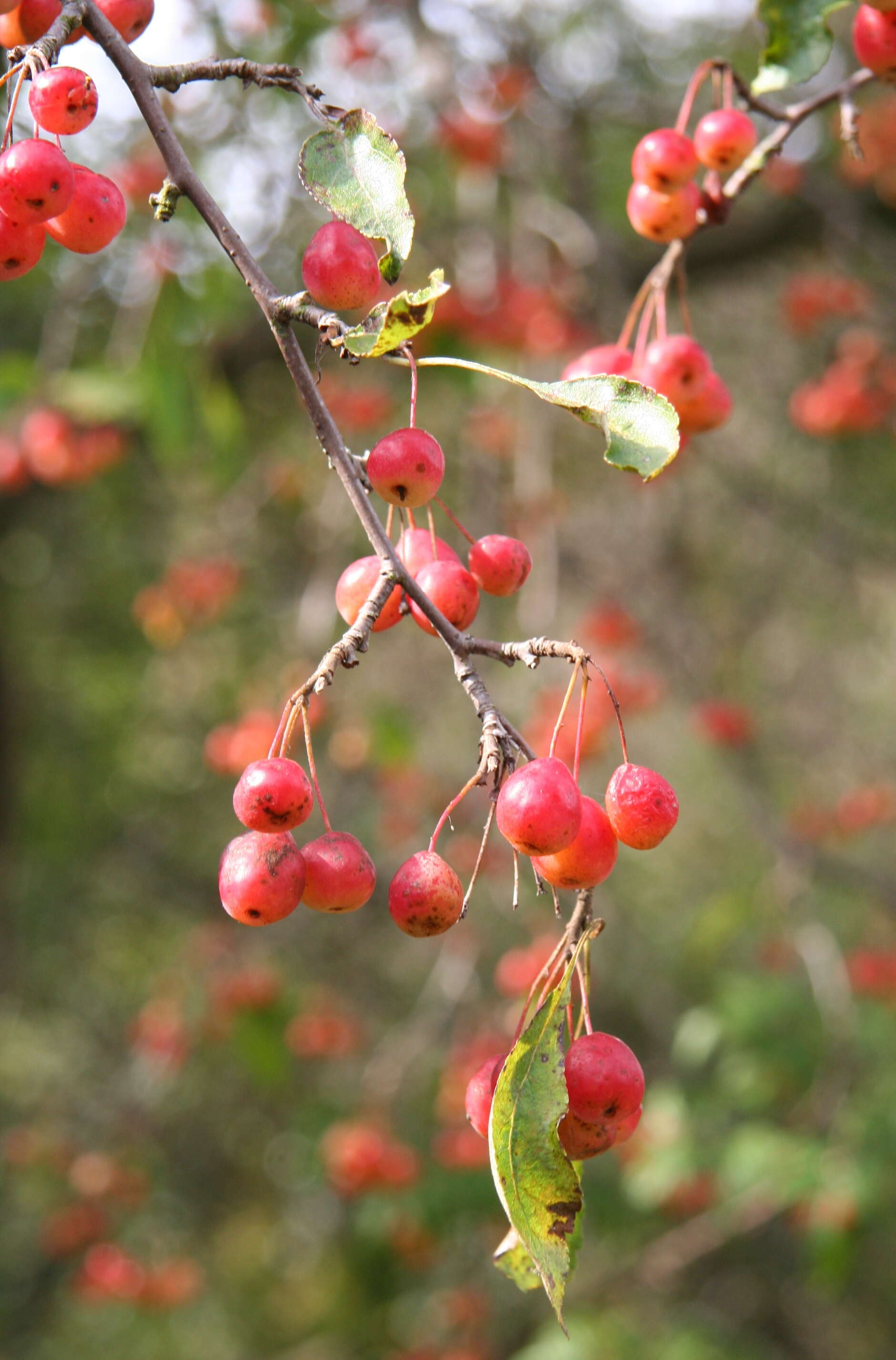 Image of cutleaf crab apple