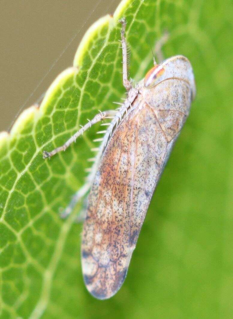 Image of Privet Leafhopper