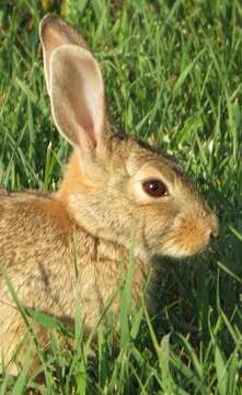 Image of Mountain Cottontail