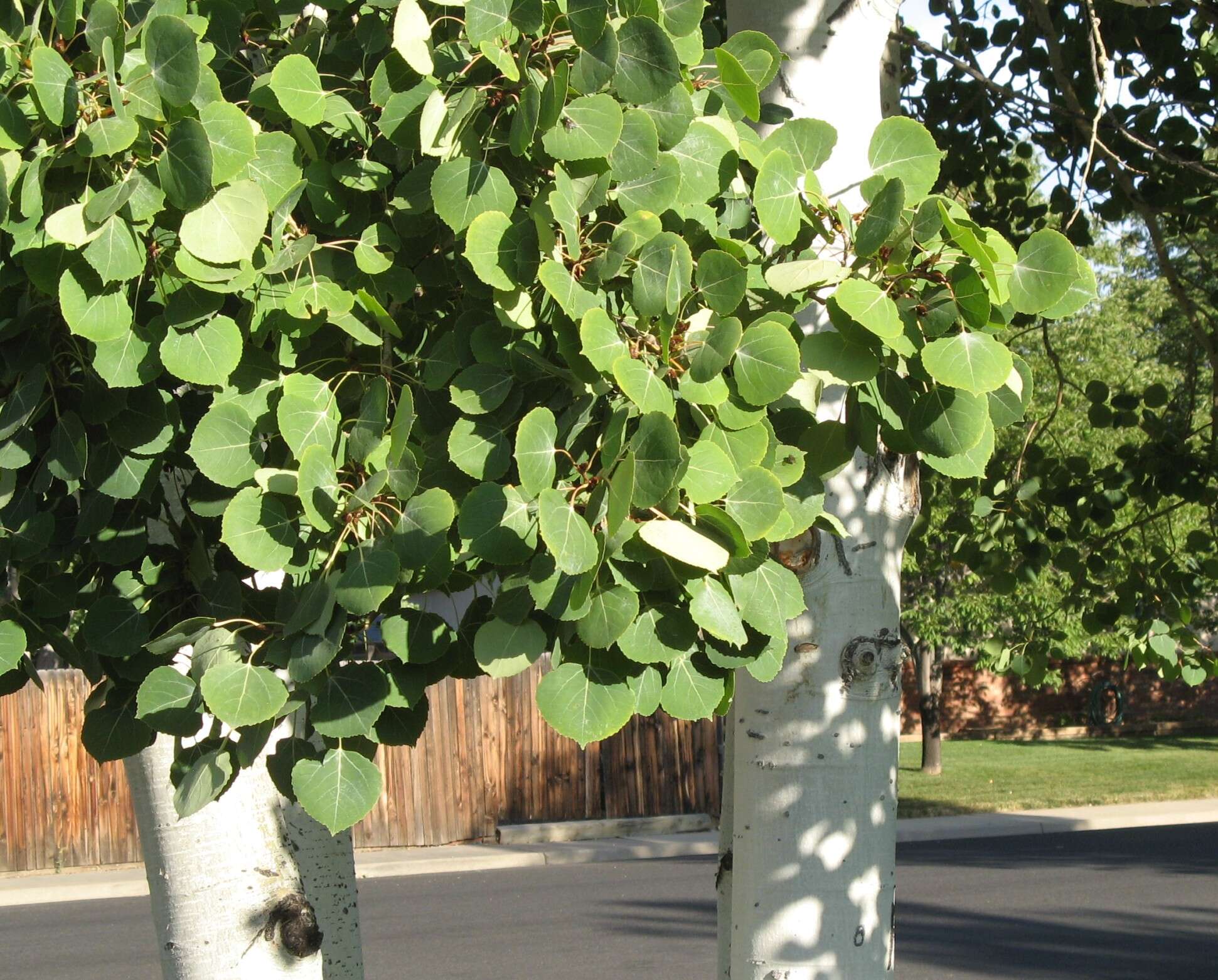 Image of quaking aspen