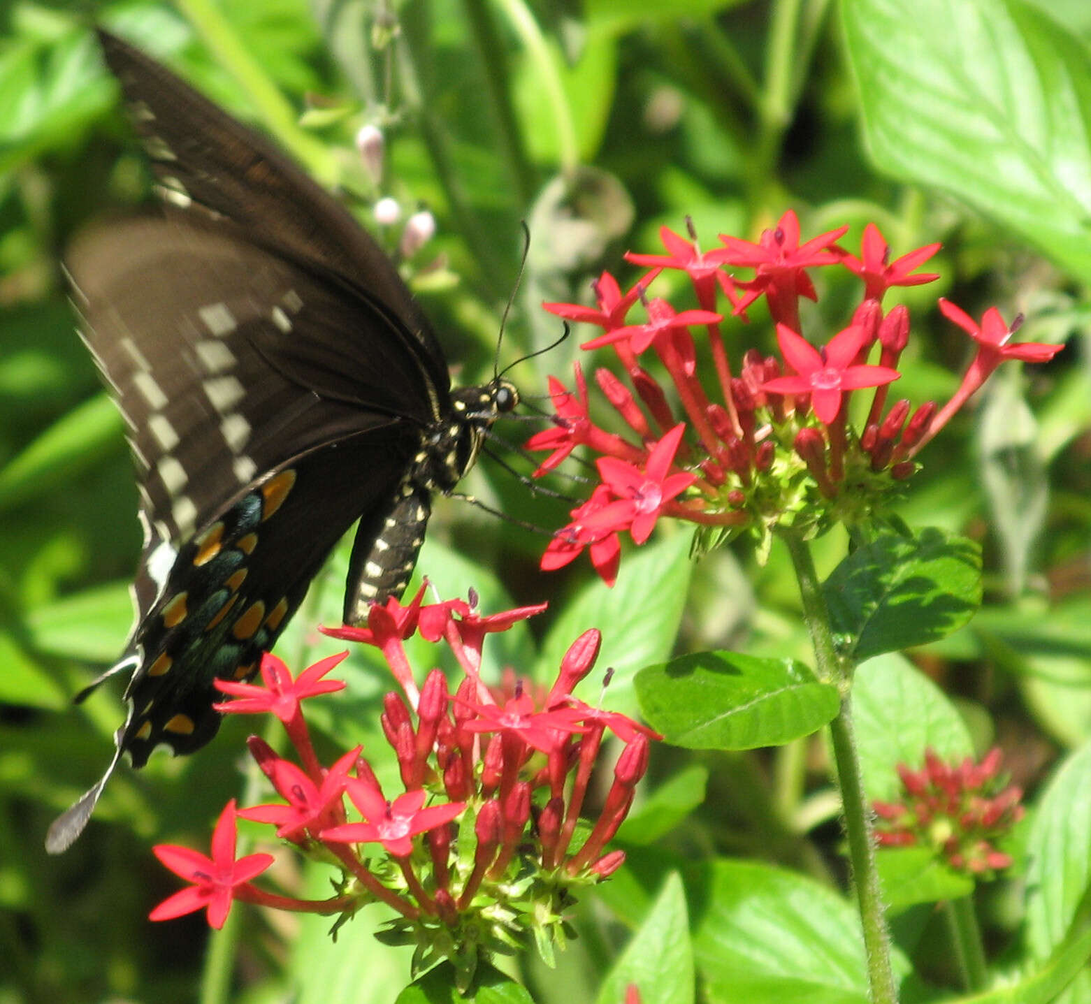 Papilio troilus Linnaeus 1758 resmi