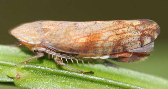 Image of Privet Leafhopper