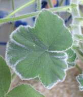 Image of Pelargonium tomentosum Jacq.