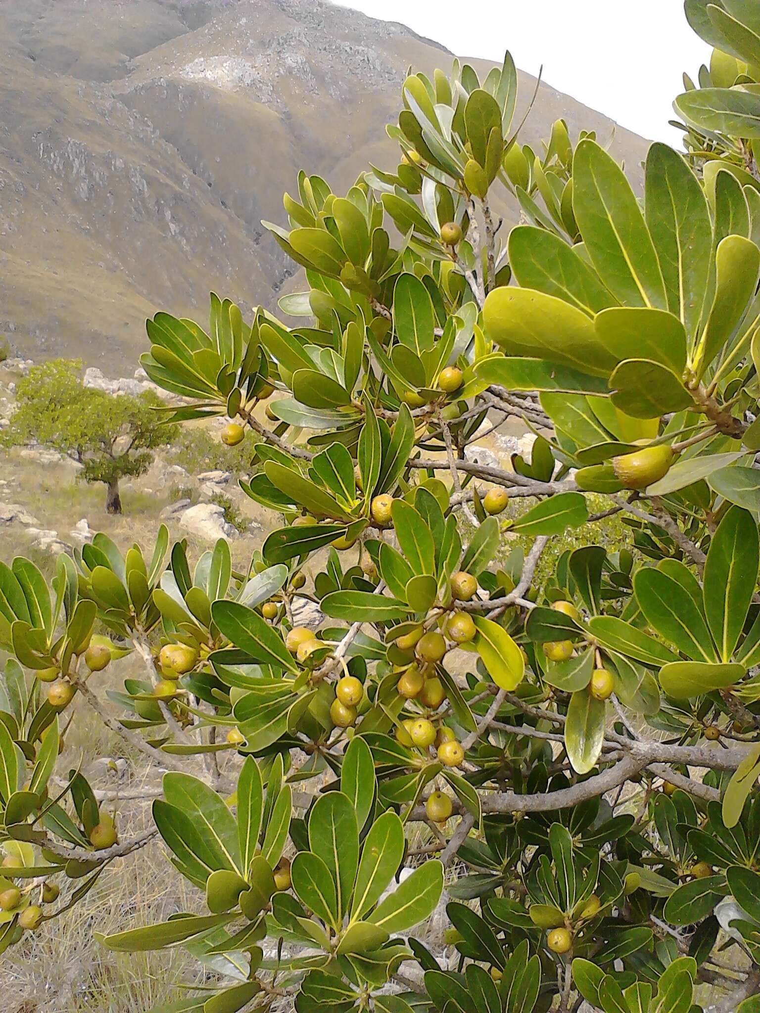 Image of Tapia tree