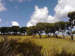 Image of Tapia tree