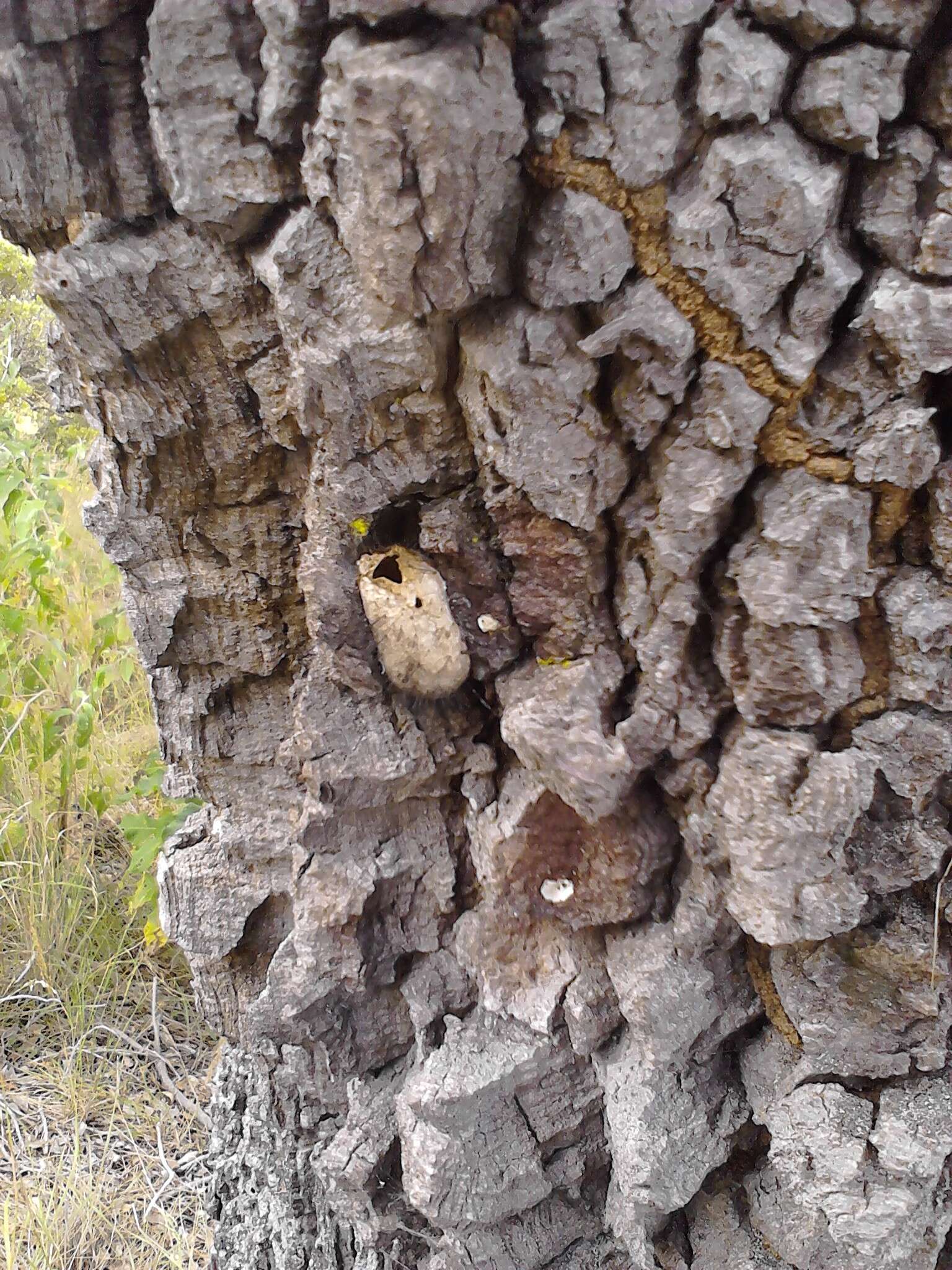 Image of Tapia tree