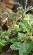 Image de Aristolochia lindneri A. Berger