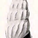 Image of Globidrillia ferminiana (Dall 1919)