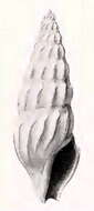 Image of Globidrillia ferminiana (Dall 1919)