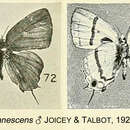 Image of Hypokopelates canescens Joicey & Talbot 1921