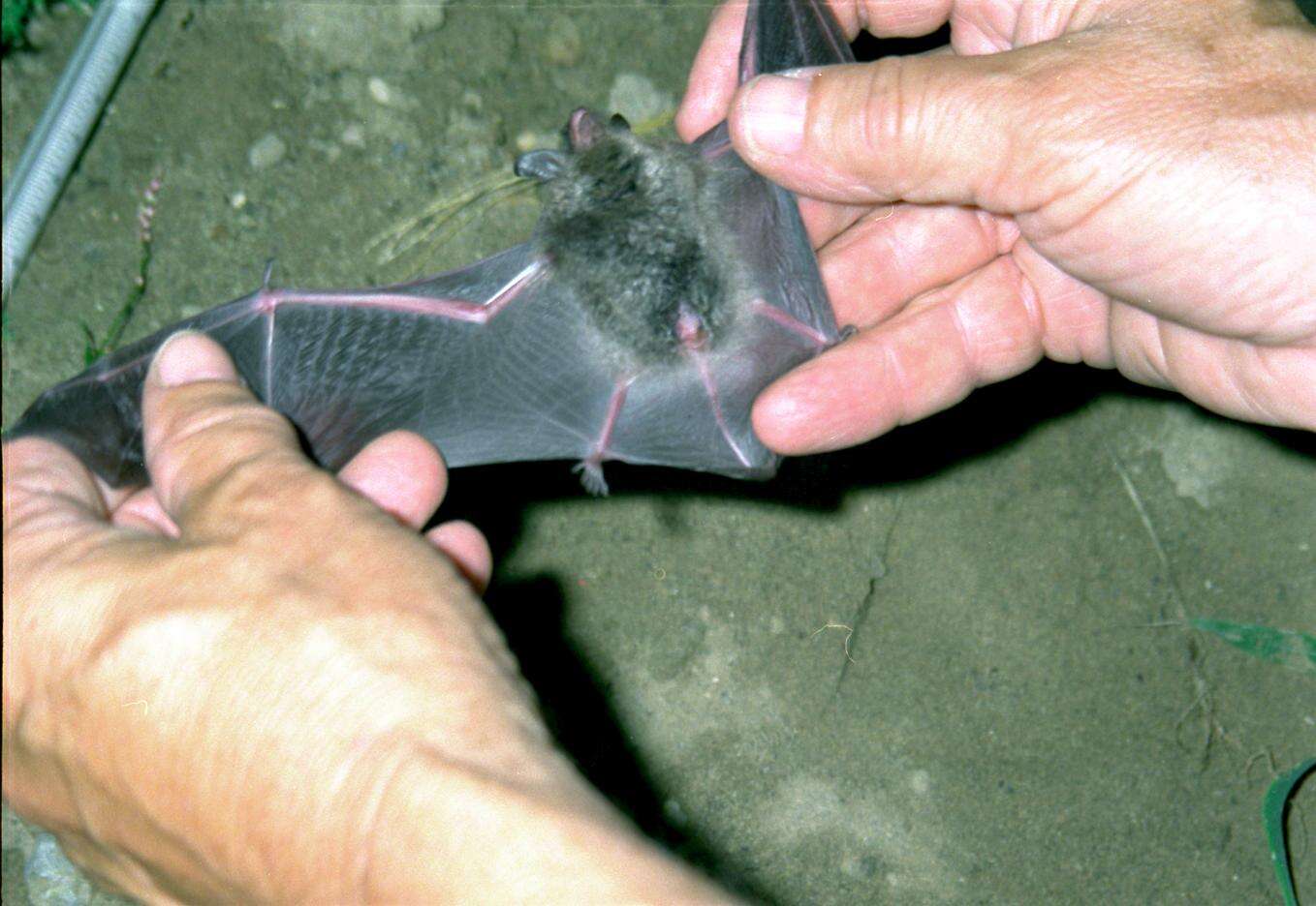 Image of Indiana Bat