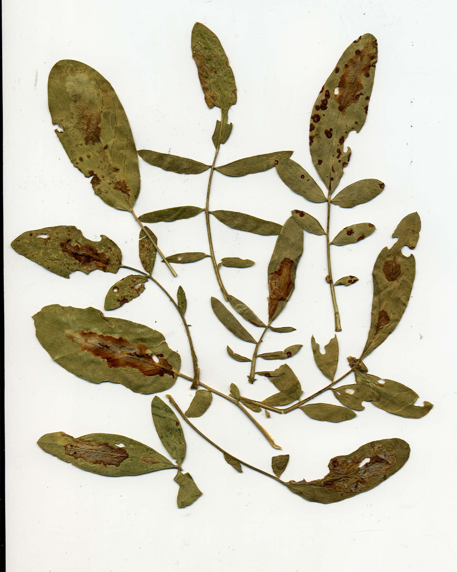 Image of Scaptomyza flava (Fallen 1823)