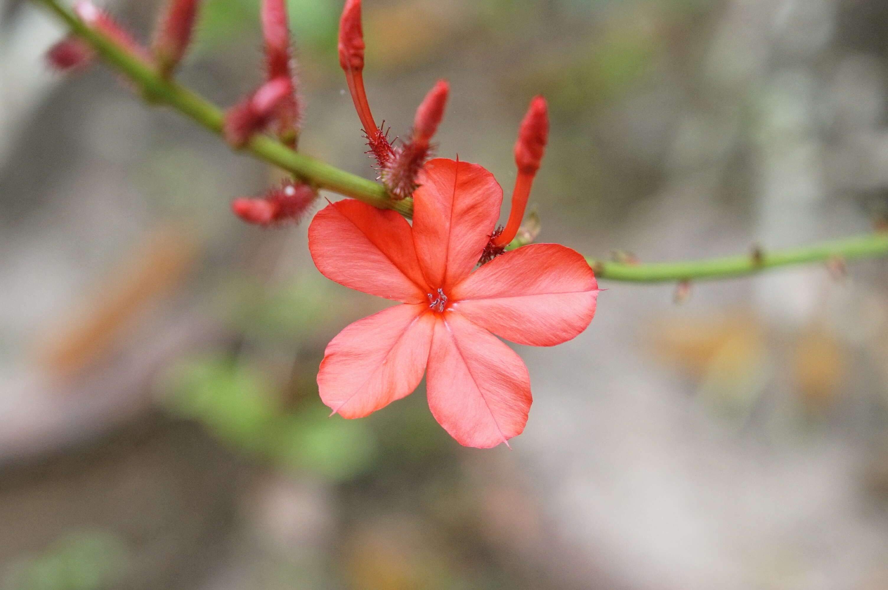 Imagem de Plumbago indica L.