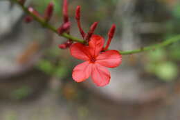 Imagem de Plumbago indica L.