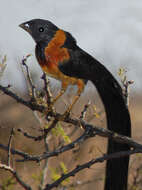 Image of Sahel Paradise Whydah