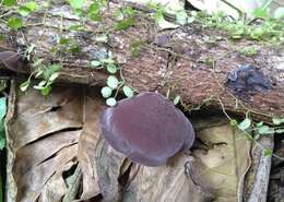 Image of Auricularia fuscosuccinea (Mont.) Henn. 1893