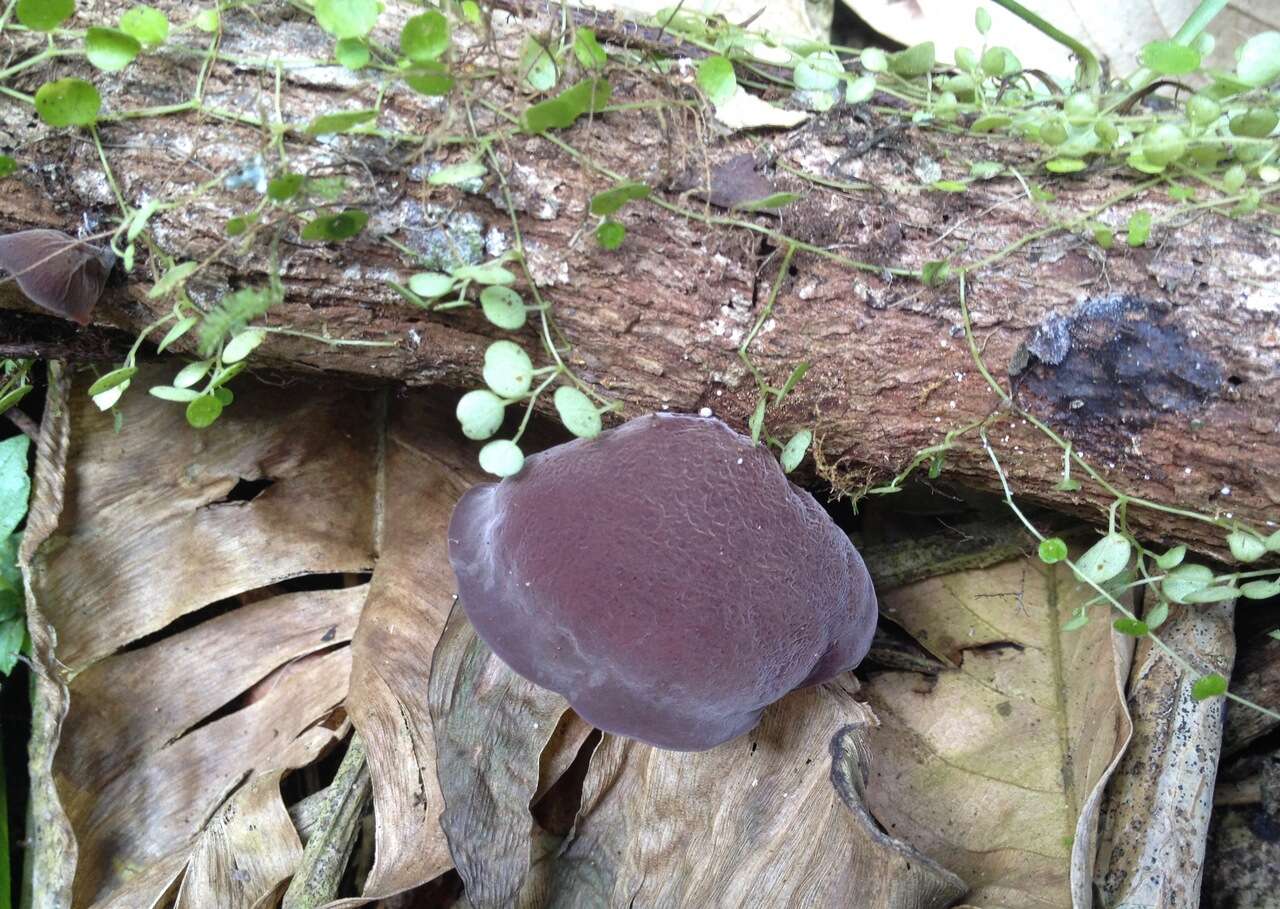 Imagem de Auricularia fuscosuccinea (Mont.) Henn. 1893