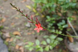 Imagem de Plumbago indica L.