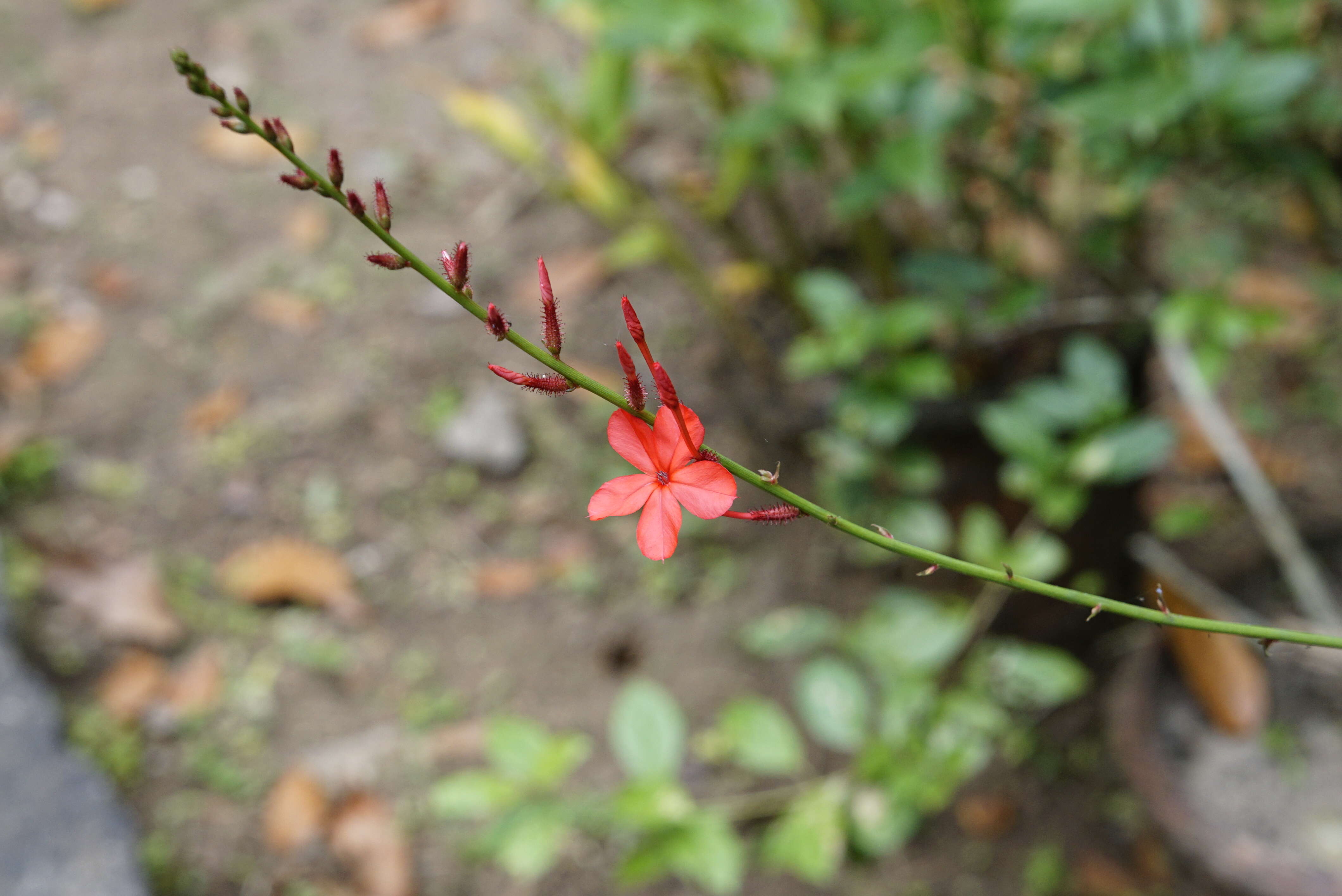 Imagem de Plumbago indica L.