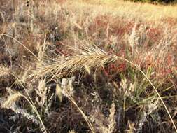 Plancia ëd Elymus canadensis L.