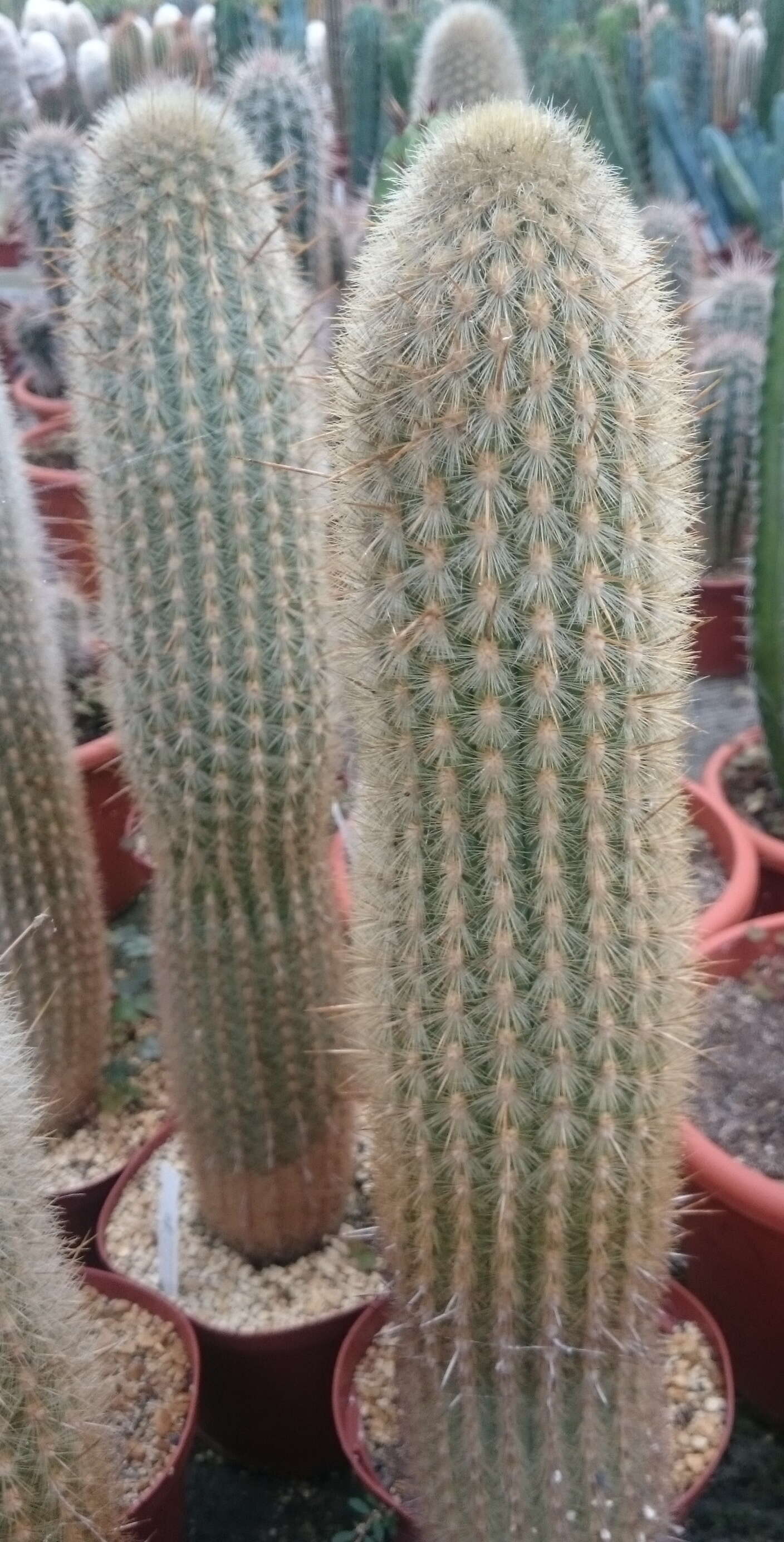 Weberbauerocereus winterianus F. Ritter的圖片