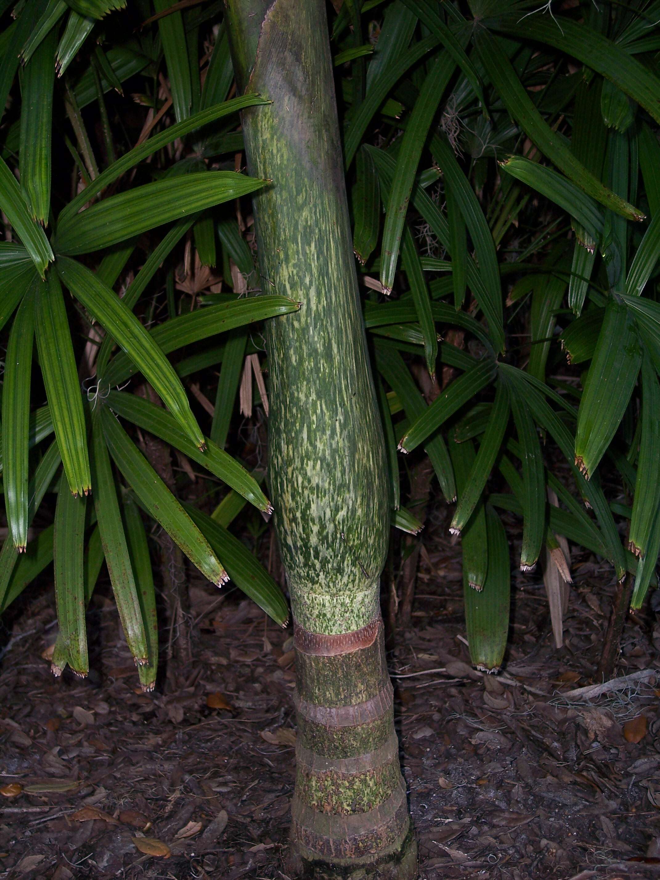 Image of Chambeyronia macrocarpa (Brongn.) Vieill. ex Becc.