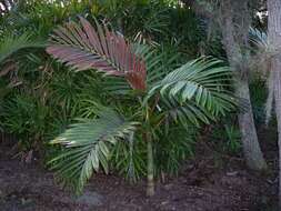 Image of Flamethrower Palm