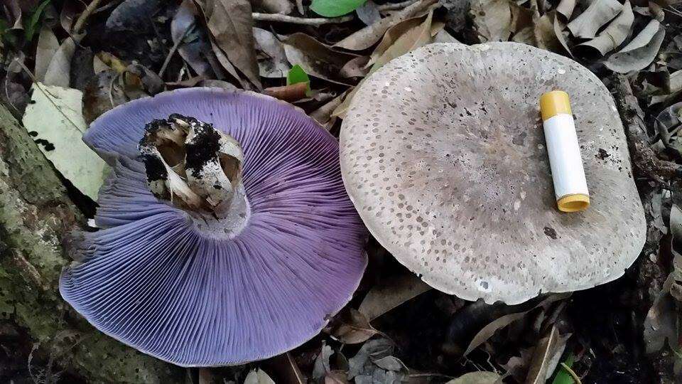 Image of Asproinocybe