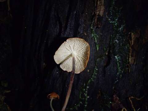 صورة Marasmius cladophyllus Berk. 1856