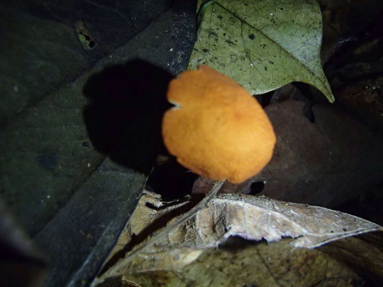 Image of Marasmius cladophyllus Berk. 1856