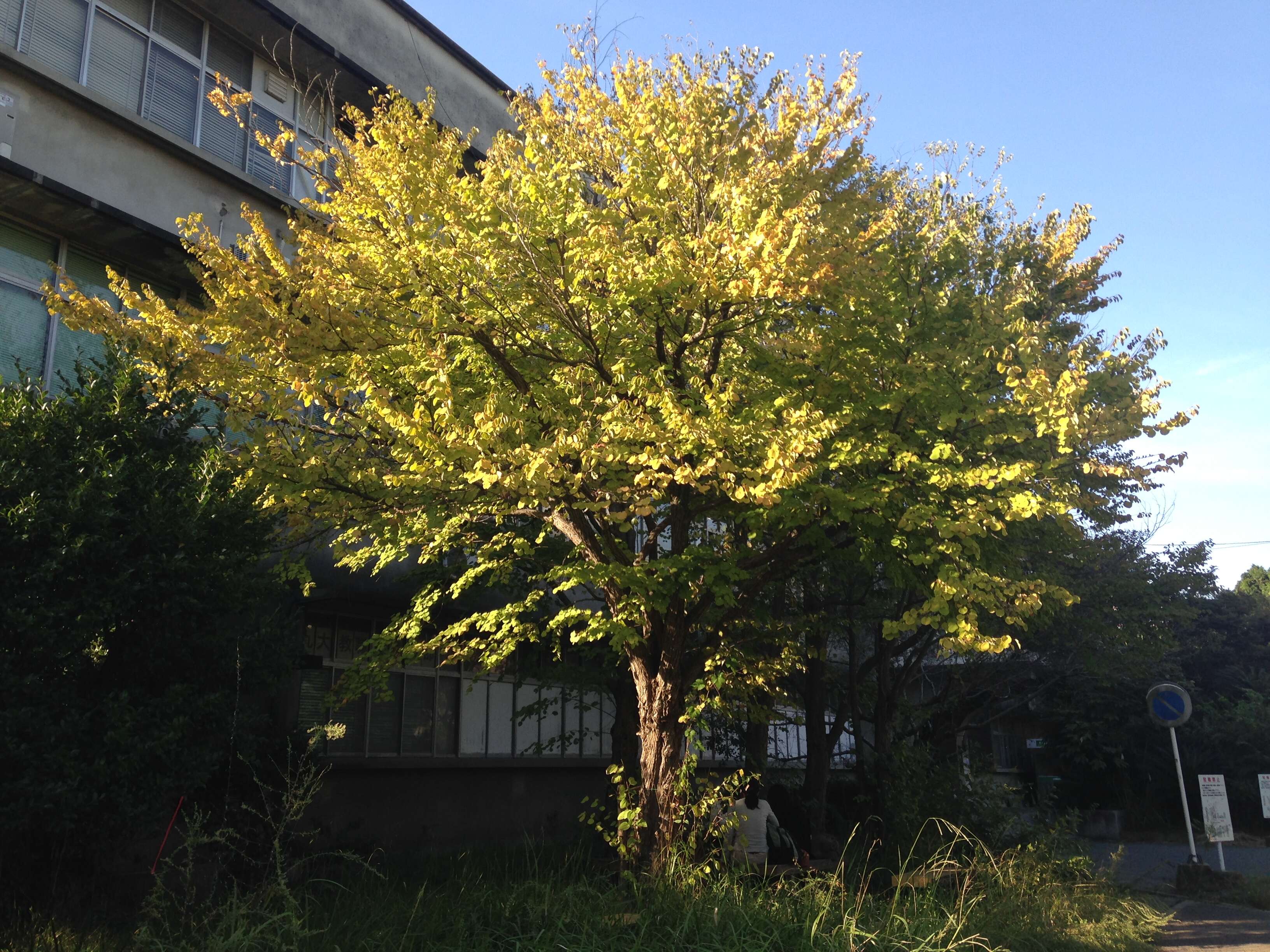 Image of katsura tree family