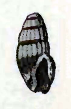 Слика од Iredalea pupoidea (H. Adams 1872)