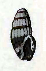 Image of Iredalea pupoidea (H. Adams 1872)