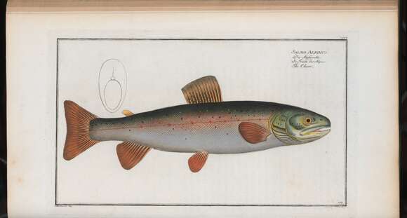 Image of Arctic Char