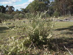 Image of Hakea microcarpa R. Br.