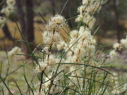 Image of Hakea microcarpa R. Br.