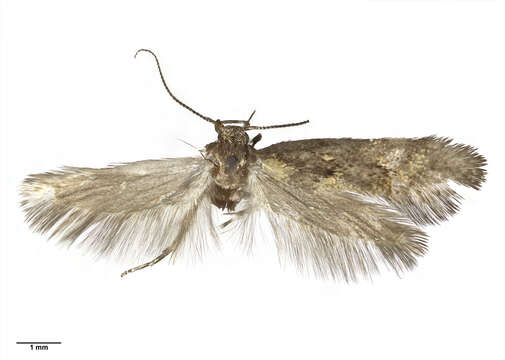 Image of Tingena aurata