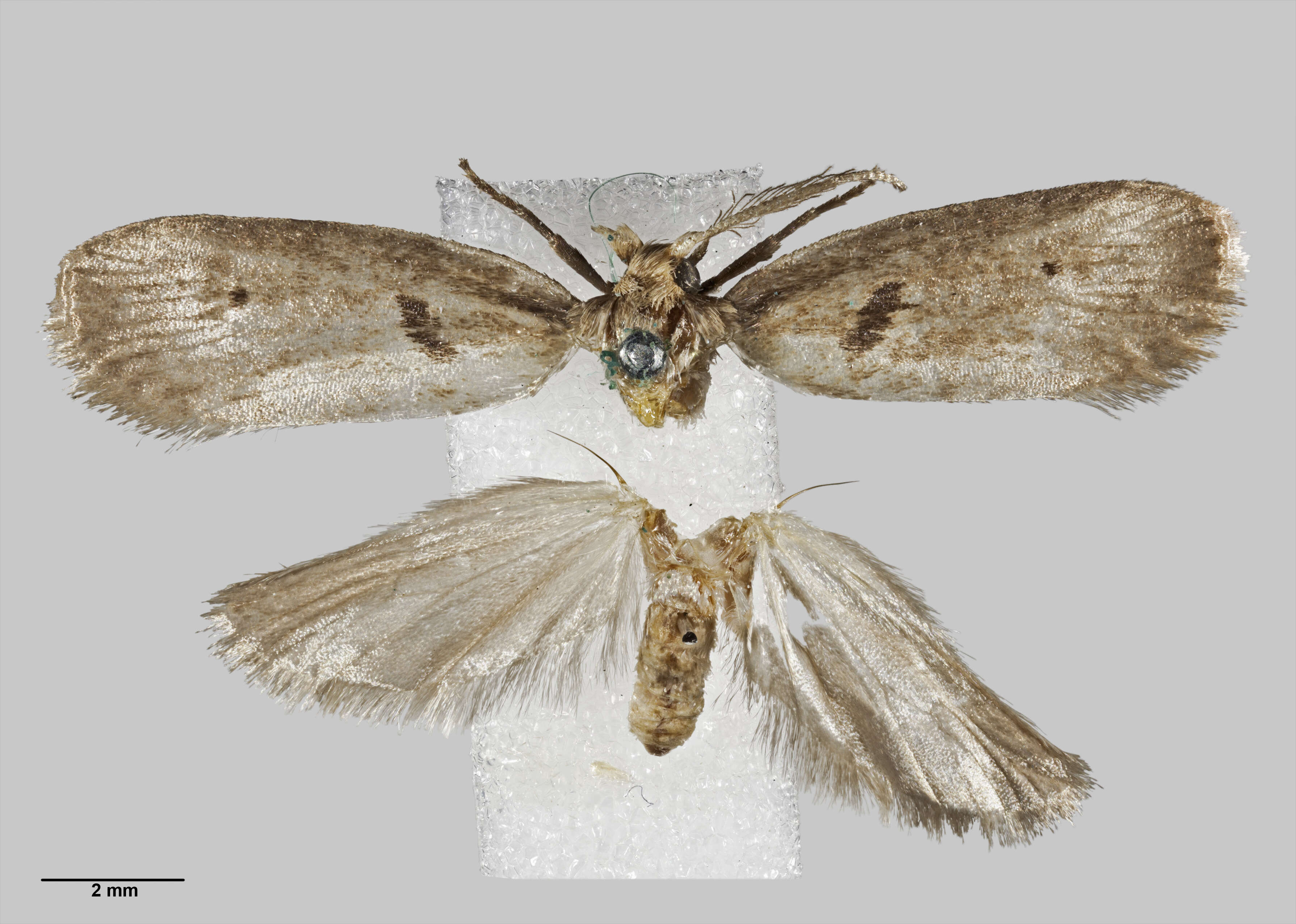 Image of Coprosma shoot borer moth