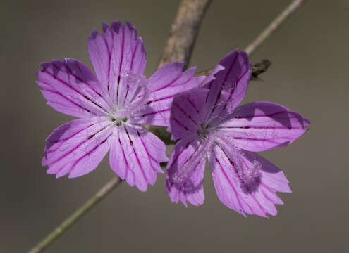 Image de Dianthus strictus Banks & Solander